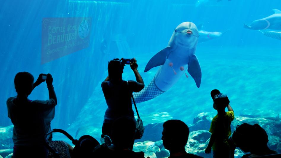 Shedd Aquarium Introduces New Burlesque-Themed Dolphin Show